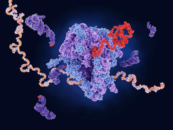 帮助细胞成为更好的蛋白质工厂可以改善基因疗法和其他疗法——一项新技术展示了如何做到这一点
