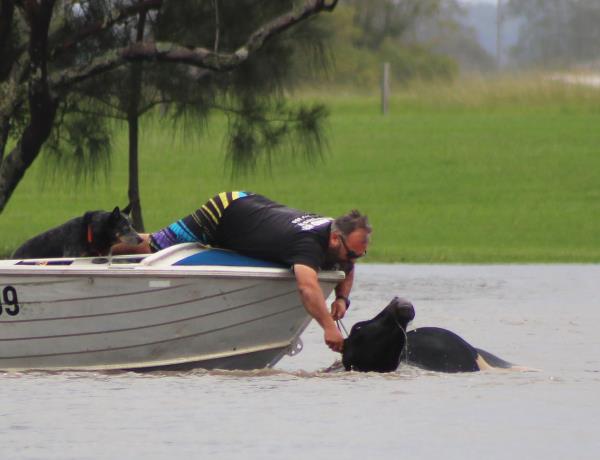 Man with dog in a tinnie tries to rescue cattle from floodwaters