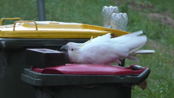 Cockatoo bushing a brick off a bin