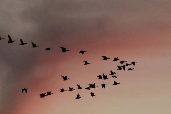 鸟类沿着古老的路线迁徙——这是科学家们用来研究它们神奇旅程的最新高科技工具
