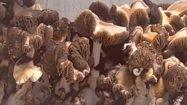 迷幻巫术:蘑菇如何变成魔法?