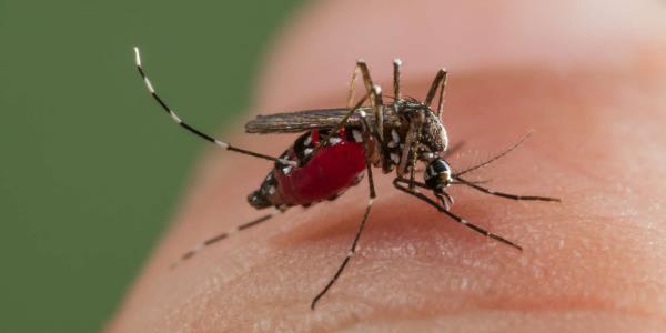 今年秋天，登革热的媒介虎蚊在法国大量繁殖