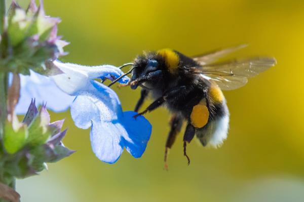 惊人的实验显示大黄蜂“玩”物体