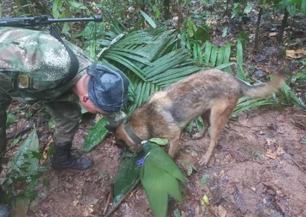 波哥大——哥伦比亚总统古斯塔沃·佩特罗周三(5月17日)表示，来自哥伦比亚南部一个土著社区的四名儿童在他们乘坐的飞机在茂密的丛林中坠毁两周多后被发现活着。 这些孩子是在哥伦比亚卡克塔省茂密的丛林中被军方、消防队员和民航当局官员救出的。 5月1日凌晨，这架载有7人的塞斯纳206飞机因发动机故障发出了求救警报，当时飞机正在从亚马孙省的阿拉瓜阿拉市飞往瓜维亚雷省的圣何塞市。 “经过我们**的艰苦搜索，我
