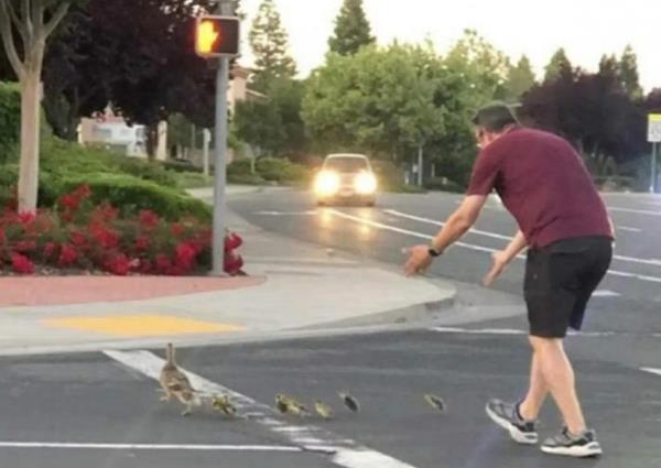 加州一名男子在帮助鸭子过马路后被汽车撞死