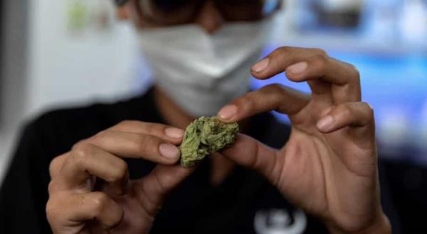 联合国报告：大麻合法化增加消费，导致心理问题和自杀